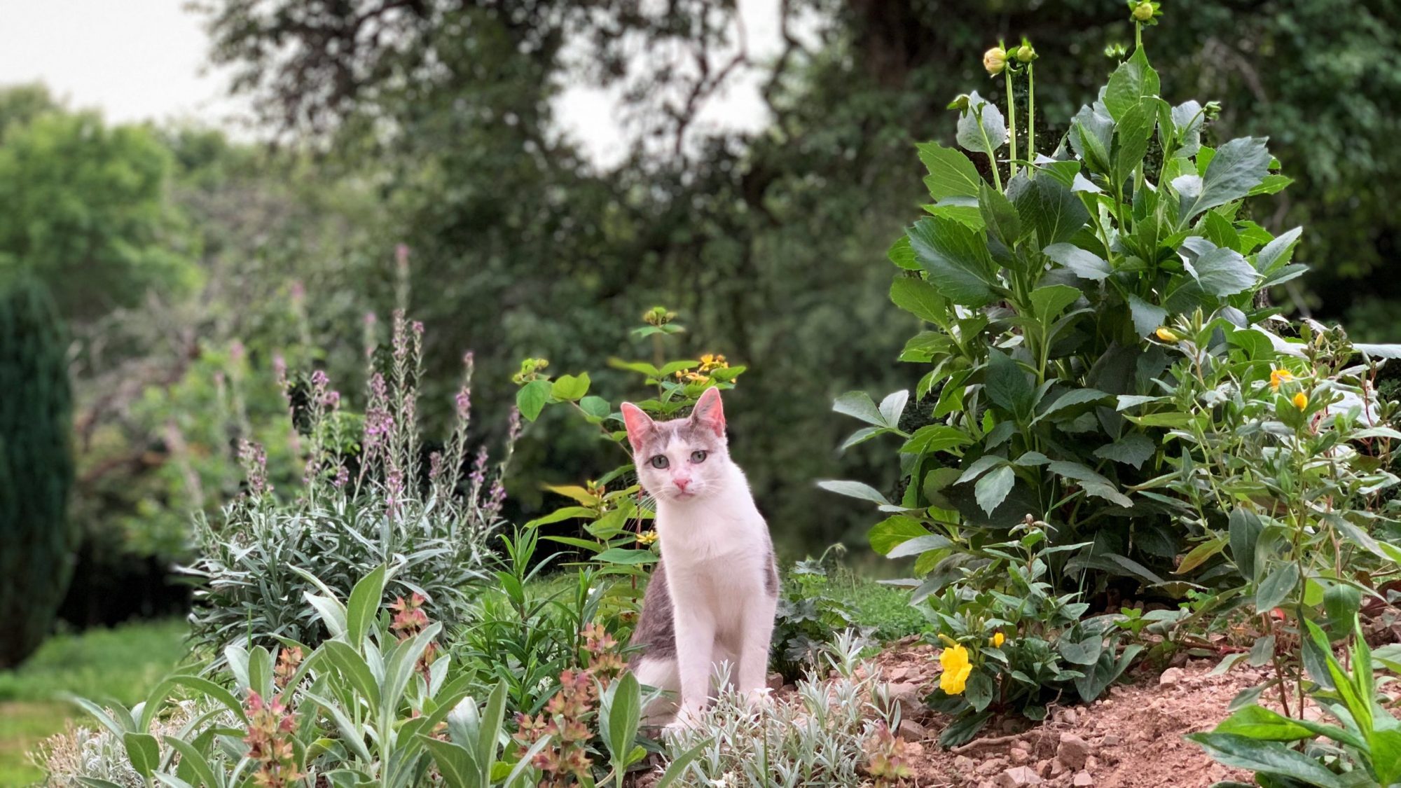 Onze kat tussen de planten in de tuin