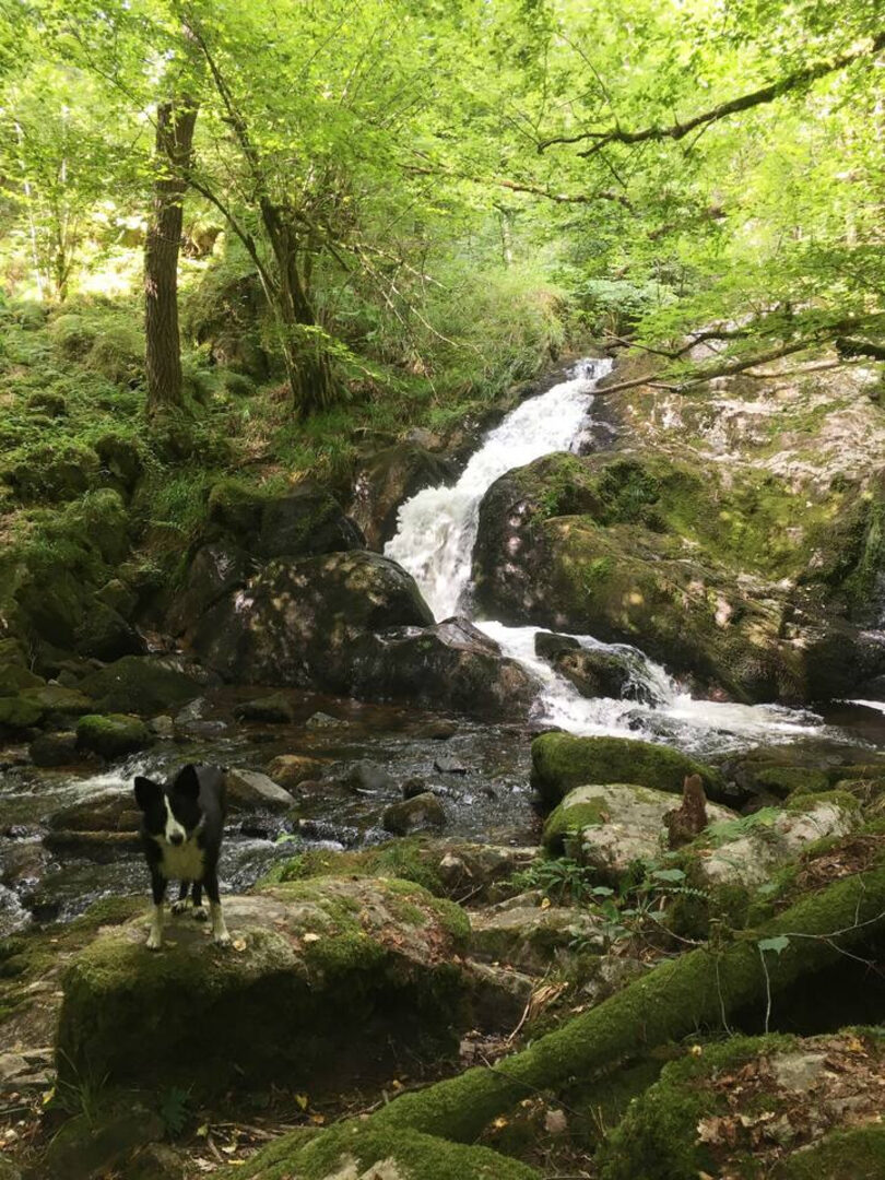 Waterval in het bos